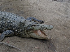 CairnsTC264 Wildlife Habitat